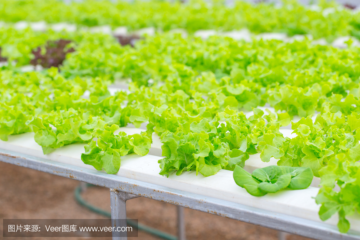 有机干净的食物。绿橡生菜水培种植健康农业蔬菜