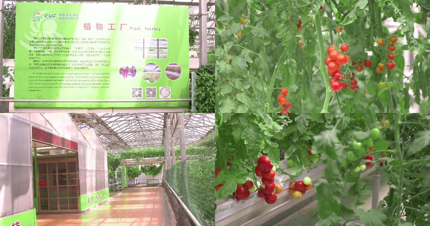 农业科技植物工厂,小番茄