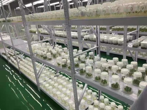 武汉 蔬菜花卉种苗工厂化生产标准化试点项目,实施半年多商品苗提高了5 以上